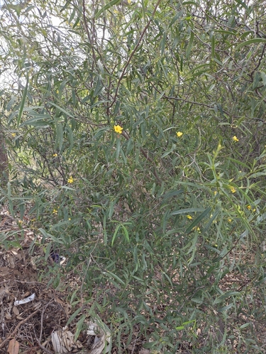 Labichea lanceolata, photograph 6