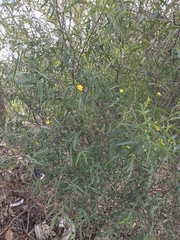 Labichea lanceolata, photograph (c) Belinda Forbes, some rights reserved (CC BY)