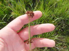 Rhynchospora glomerata
