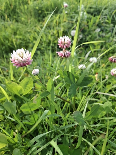 Alsike clover
