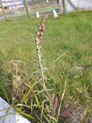 Red Odontites