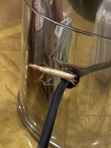 European Mantis