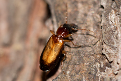 Dromius schneideri