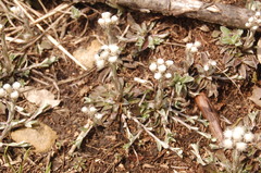 Antennaria neglecta