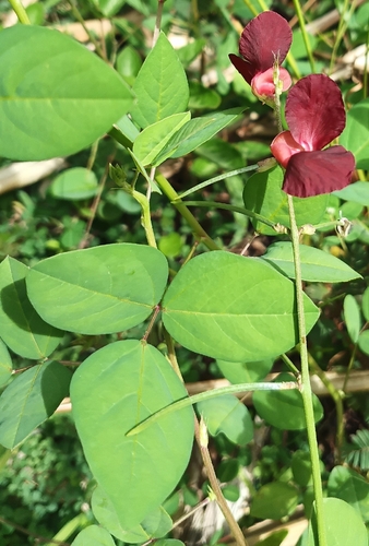 Macroptilium lathyroides observed 2026-09-03