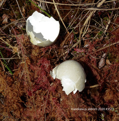 Meleagris gallopavo silvestris