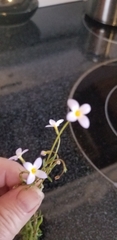 Angiospermae