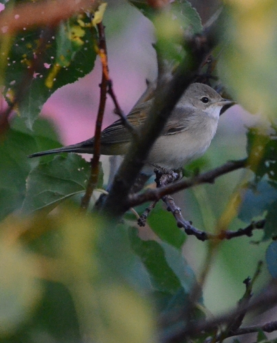Greater Whitethroat