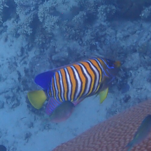Regal Angelfish