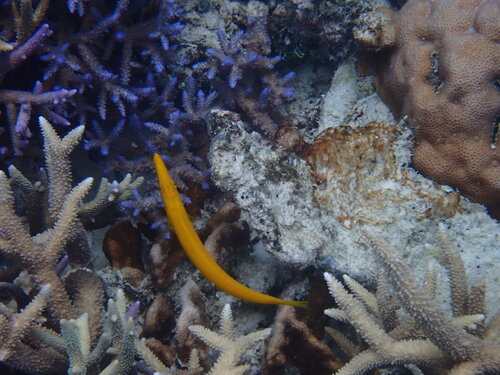 Cigar Wrasse