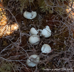 Meleagris gallopavo silvestris