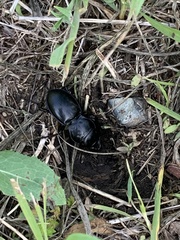 Pasimachus californicus