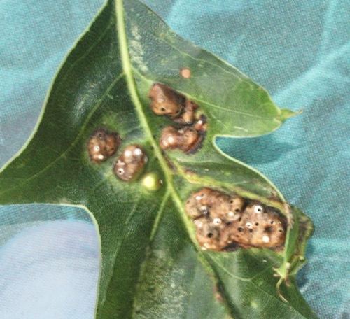 Honeycomb leaf gall wasp