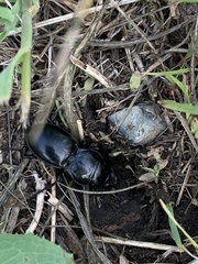 Pasimachus californicus