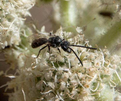 iNaturalist observation photo of Ants, Bees, Wasps, and Sawflies