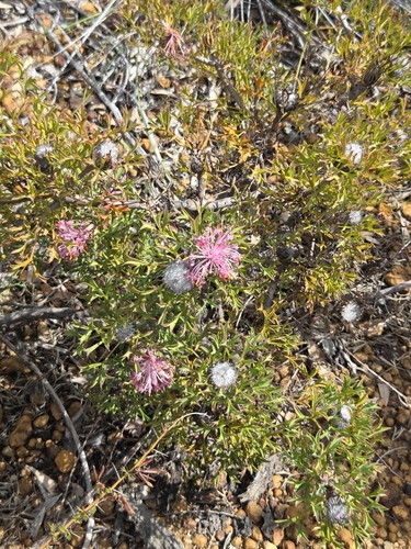 Isopogon dubius, photograph 3