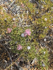 Isopogon dubius, photograph (c) Belinda Forbes, some rights reserved (CC BY)