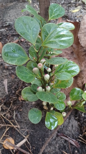 Ficus deltoidea observed 2026-09-04