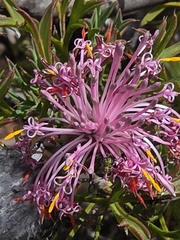 Isopogon dubius, photograph (c) Belinda Forbes, some rights reserved (CC BY)