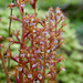 Corallorhiza - Photo (c) Kevin Toomer,  זכויות יוצרים חלקיות (CC BY-NC), uploaded by Kevin Toomer