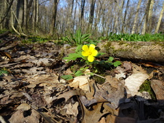 Ranunculus hispidus nitidus