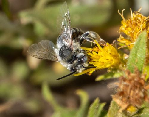 iNaturalist observation photo of Urbane Digger Bee