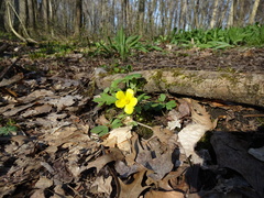 Ranunculus hispidus nitidus