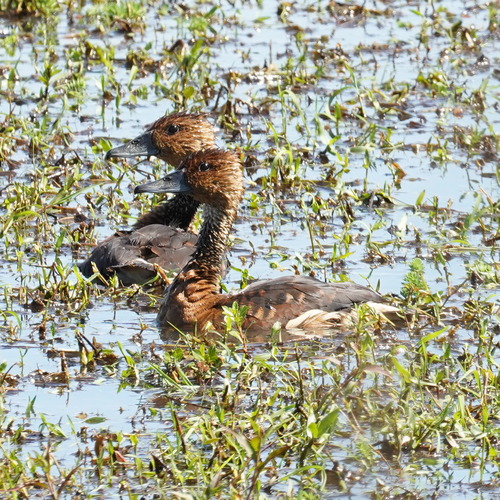 iNaturalist image