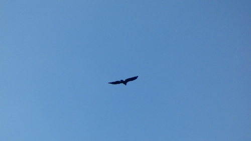 Turkey Vulture