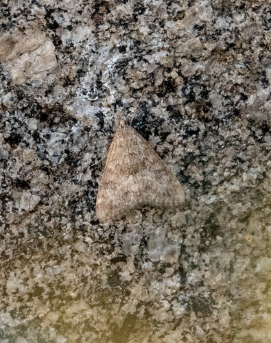iNaturalist observation photo of Crambid Snout Moths