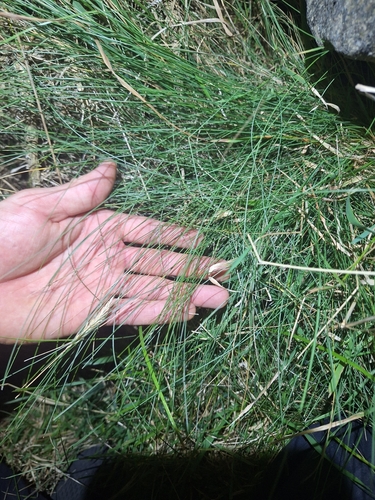 Festuca actae