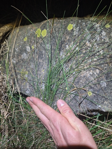 Festuca actae, photograph 2