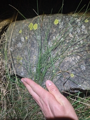 Festuca actae, photograph (c) Oscar Dove, some rights reserved (CC BY)