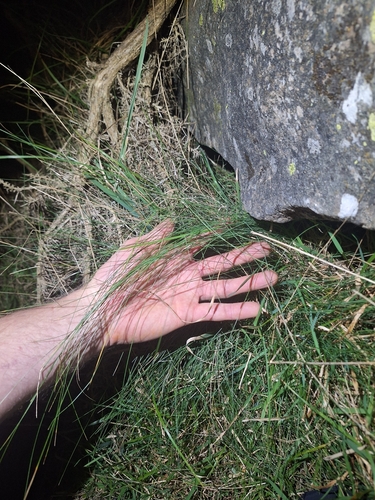 Festuca actae, photograph 3