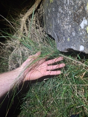 Festuca actae, photograph (c) Oscar Dove, some rights reserved (CC BY)