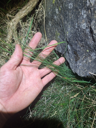 Festuca actae, photograph 4