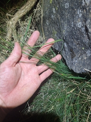 Festuca actae, photograph (c) Oscar Dove, some rights reserved (CC BY)