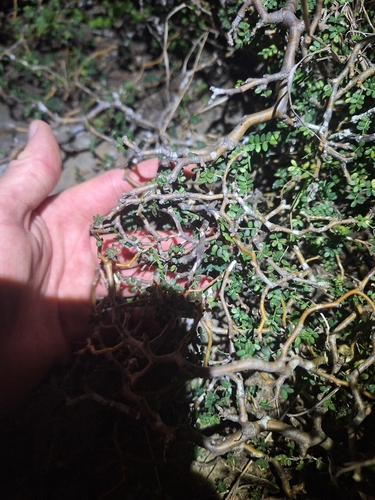 Sophora prostrata, photograph 5