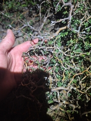 Sophora prostrata, photograph (c) Oscar Dove, some rights reserved (CC BY)