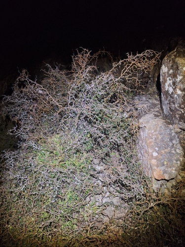 Sophora prostrata, photograph 6