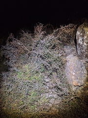 Sophora prostrata, photograph (c) Oscar Dove, some rights reserved (CC BY)