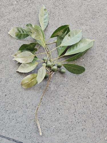 Elaeocarpus eumundi observed 2026-09-04