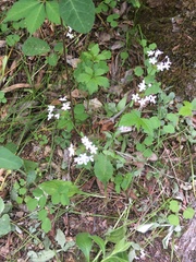 Valerianella ozarkana