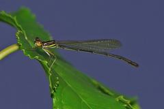 Enallagma dubium