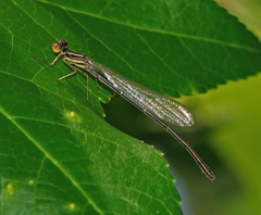 Enallagma dubium