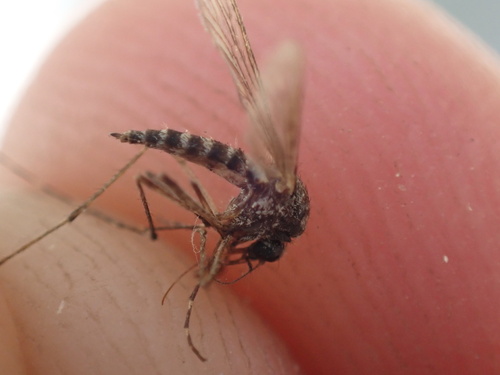 iNaturalist observation photo of Aedes