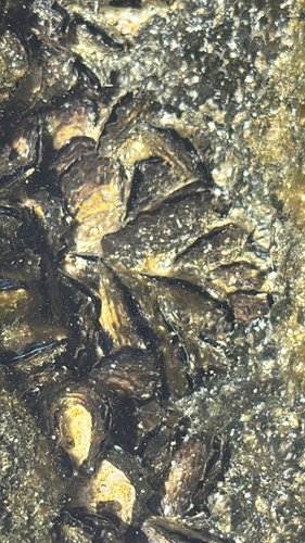 Isognomon californicum observed 2026-09-03