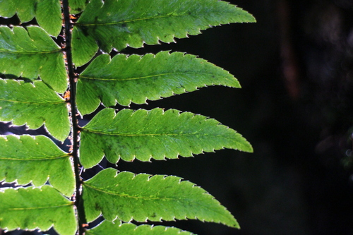 Polystichum prionolepis observed 2026-08-29