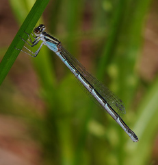 Enallagma doubledayi