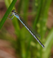 Enallagma doubledayi